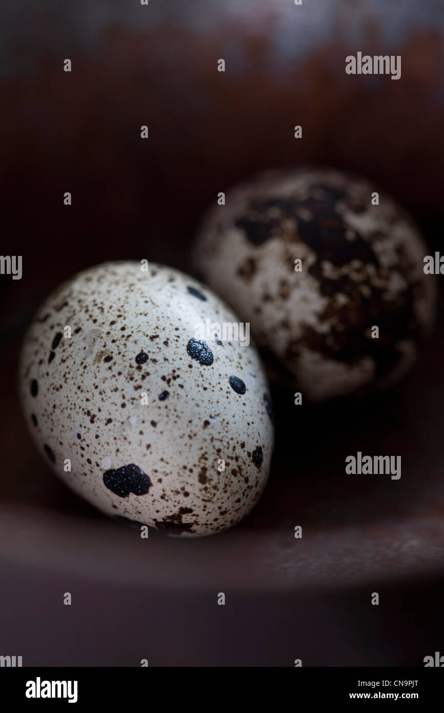 Close up d'oeufs de cailles Banque D'Images
