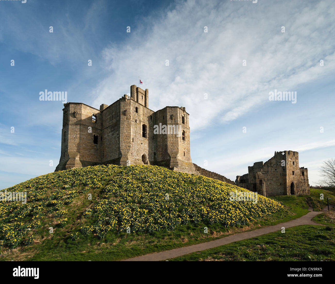 Château de Warkworth entourée de jonquilles. Banque D'Images