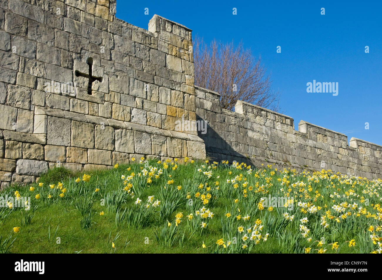 Jonquilles fleurs jaunes sur les remparts de la ville au printemps York North Yorkshire Angleterre Royaume-Uni GB Grande-Bretagne Banque D'Images