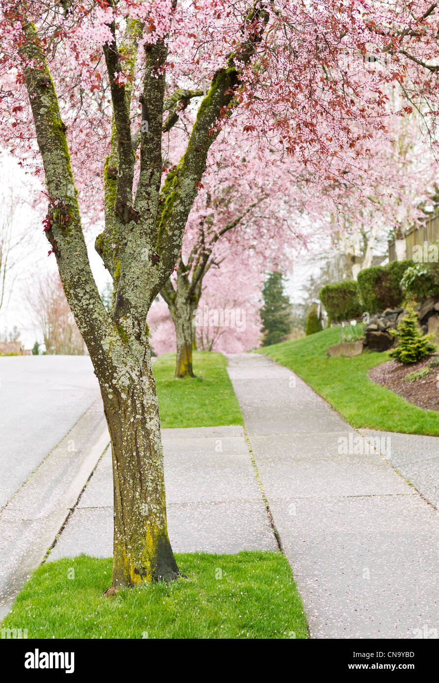 Cerisiers en fleurs alignés sur les trottoirs avec de l'herbe verte Banque D'Images