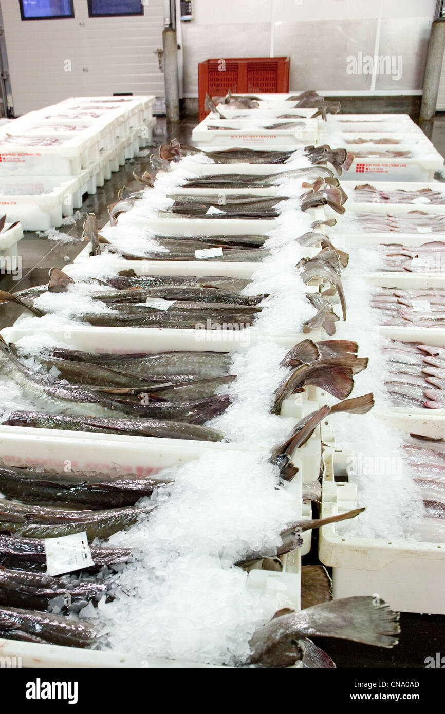 Les poissons fraîchement pêchés dans l'Peterhead Fishmarket prêt pour l'adjudication du matin. UK Ecosse Peterhead Banque D'Images