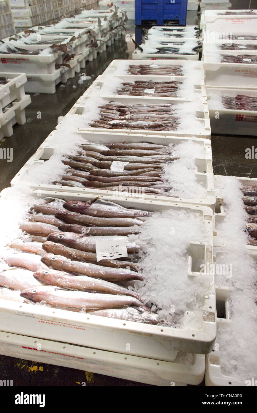 Les poissons fraîchement pêchés dans l'Peterhead Fishmarket prêt pour l'adjudication du matin. UK Ecosse Peterhead Banque D'Images