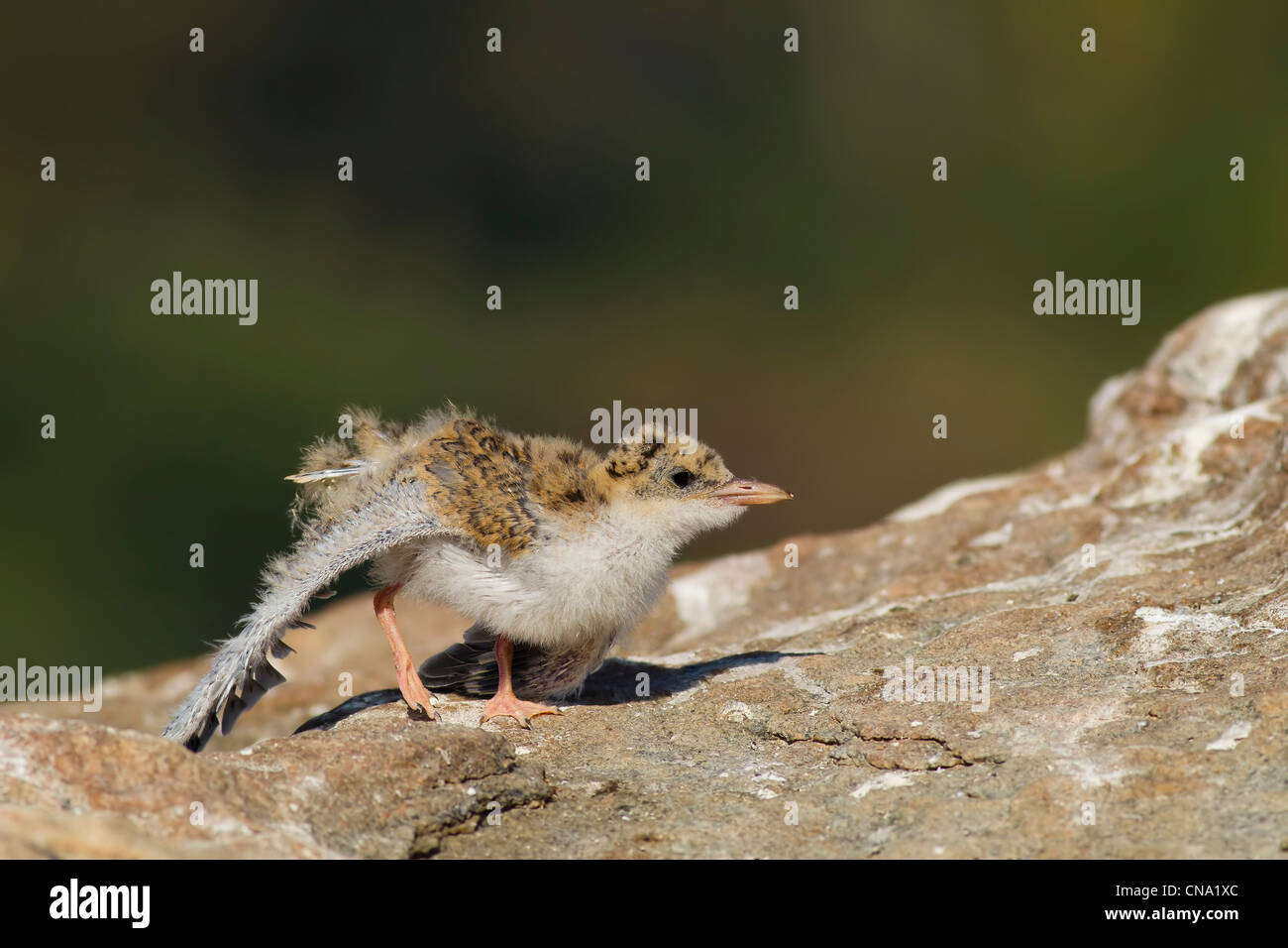 Une rivière de poussins de sternes de la torsion des ailes Banque D'Images