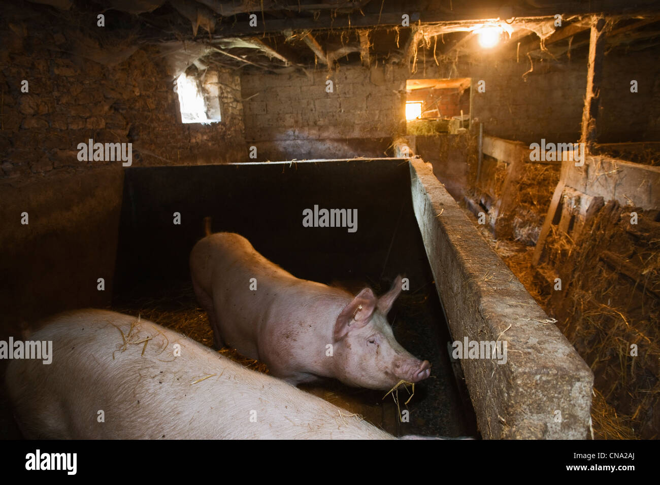 France, Lot, l'élevage porcin Julien Dale Banque D'Images