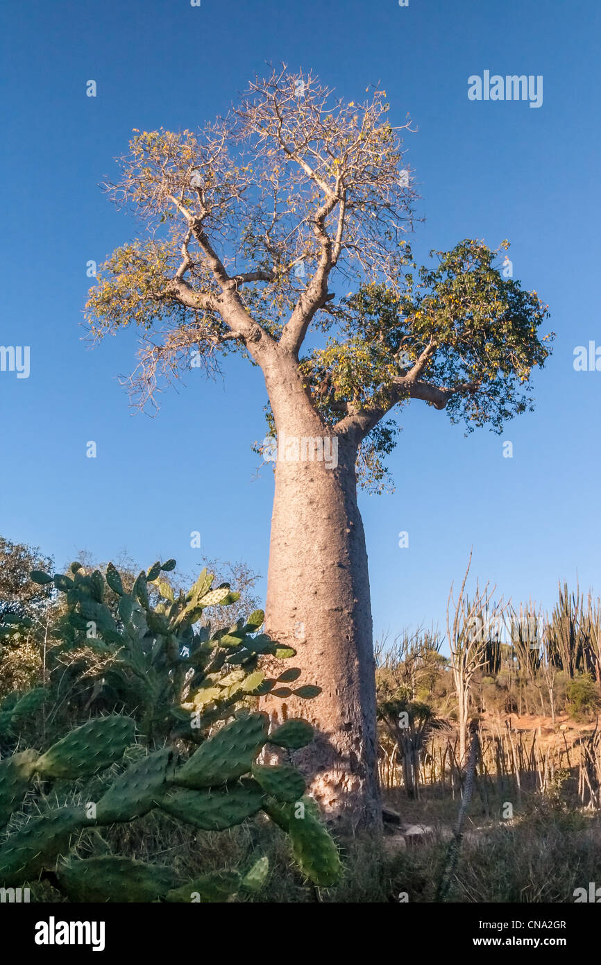 Baobab près de Fort Dauphin (Tolagnaro), le sud de Madagascar Photo Stock -  Alamy