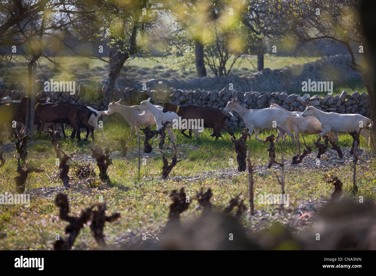 France, Lot, Rocamadour, le troupeau de chèvres, Marc Villard source ferme de Borie d'Imbert la production de fromage de chèvre AOC Rocamadour Banque D'Images