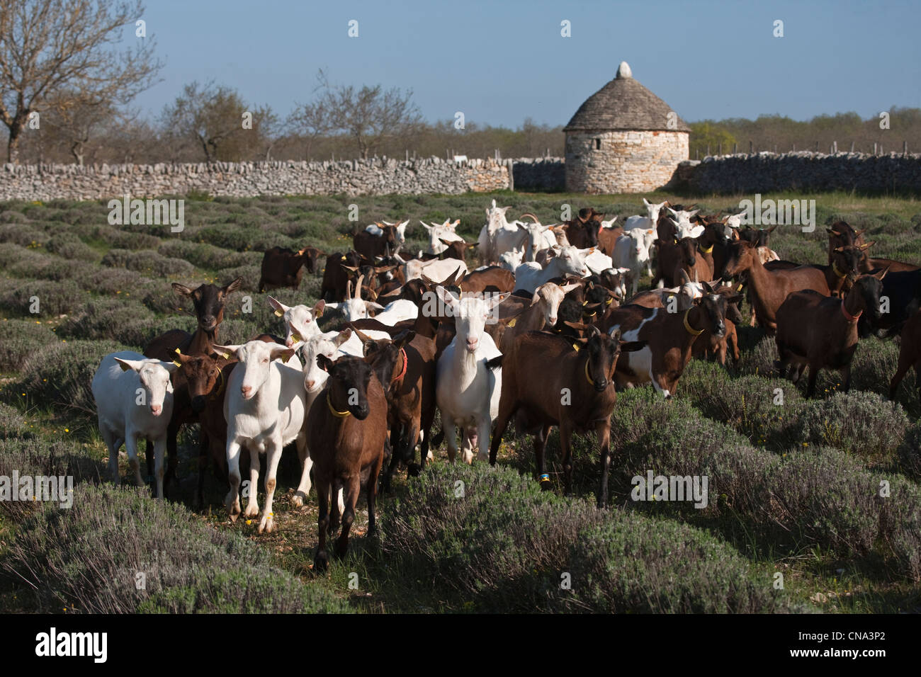 France, Lot, Rocamadour, le troupeau de chèvres, Marc Villard source ferme de Borie d'Imbert la production de fromage de chèvre AOC Rocamadour, Banque D'Images