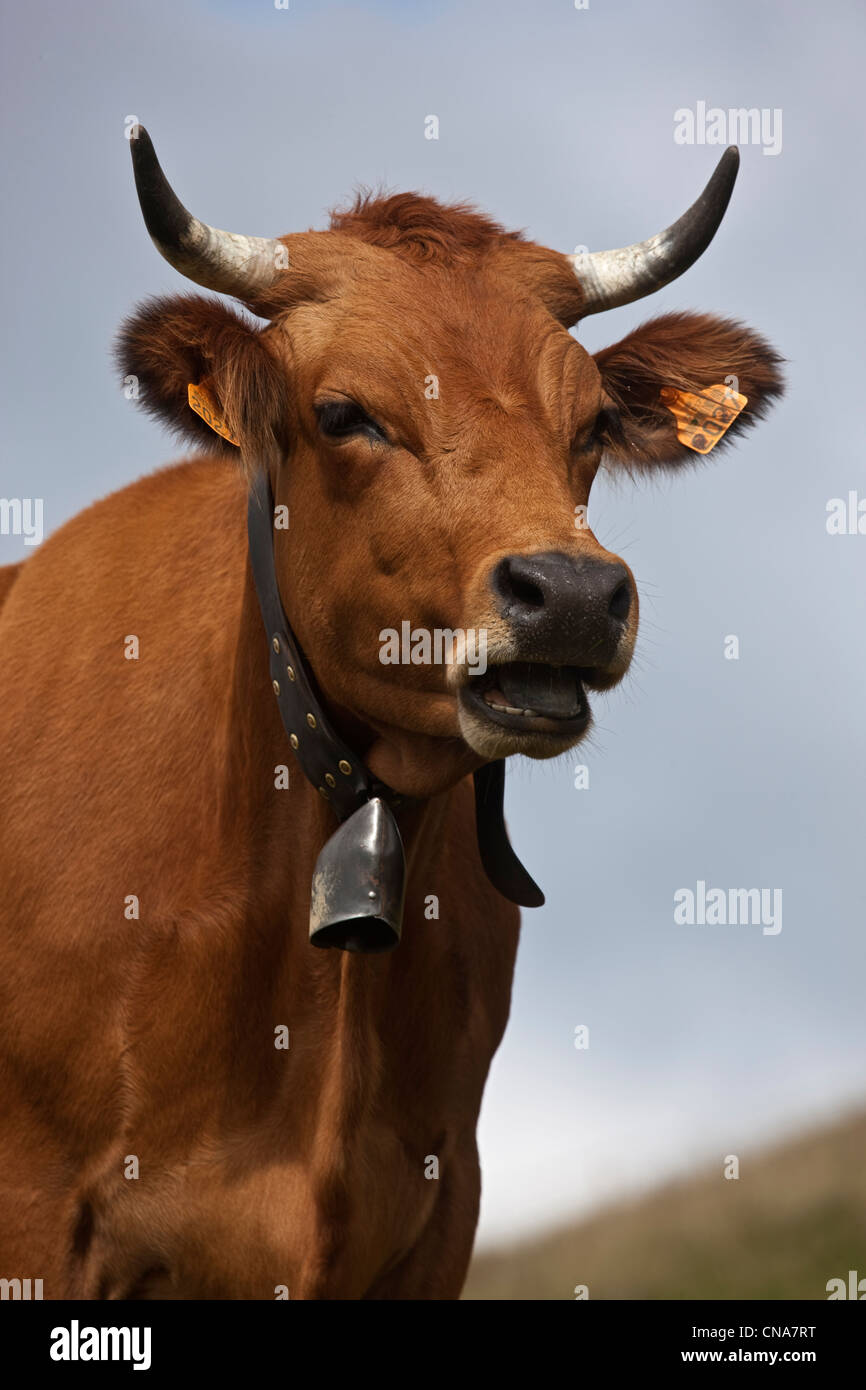 En France, en Haute Savoie, près d'Annecy, Massif Semmoz, les vaches qui paissent dans le chalet de l'estive de l'aigle ou Crêt Rene Banque D'Images