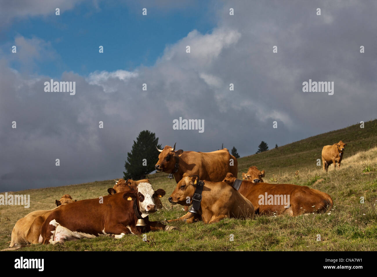 En France, en Haute Savoie, près d'Annecy, Massif Semmoz, les vaches qui paissent dans le chalet de l'estive de l'aigle ou Crêt Rene Banque D'Images