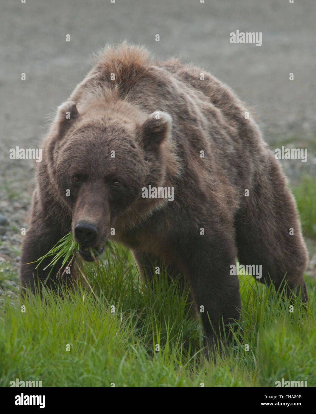 Ours grizzli (Ursus arctos) se nourrit de la nouvelle croissance luxuriante de l'herbe dans le parc national Denali, en Alaska. Banque D'Images