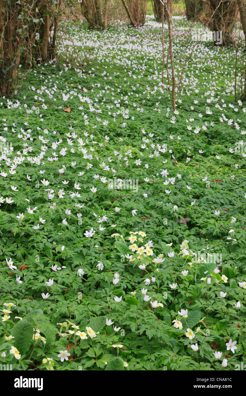 Les anémones bois Anemone nemorosa et primevères Primula vulgaris la floraison au printemps dans un bois taillis rural. Anglesey, au nord du Pays de Galles, Royaume-Uni Banque D'Images