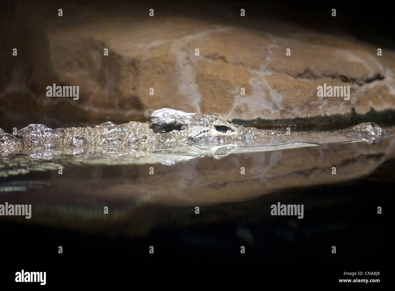 Crocodile du Nil dans l'exposition de Madagascar au zoo du Bronx Banque D'Images