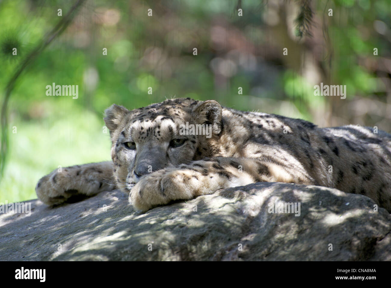 Snow Leopard à la recherche de quelqu'un ou quelque chose au zoo du Bronx Banque D'Images