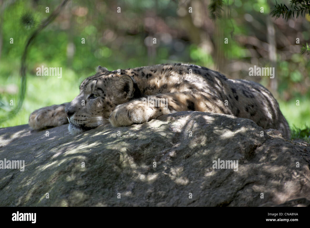 Snow Leopard se détend sur un rocher au zoo du Bronx Banque D'Images