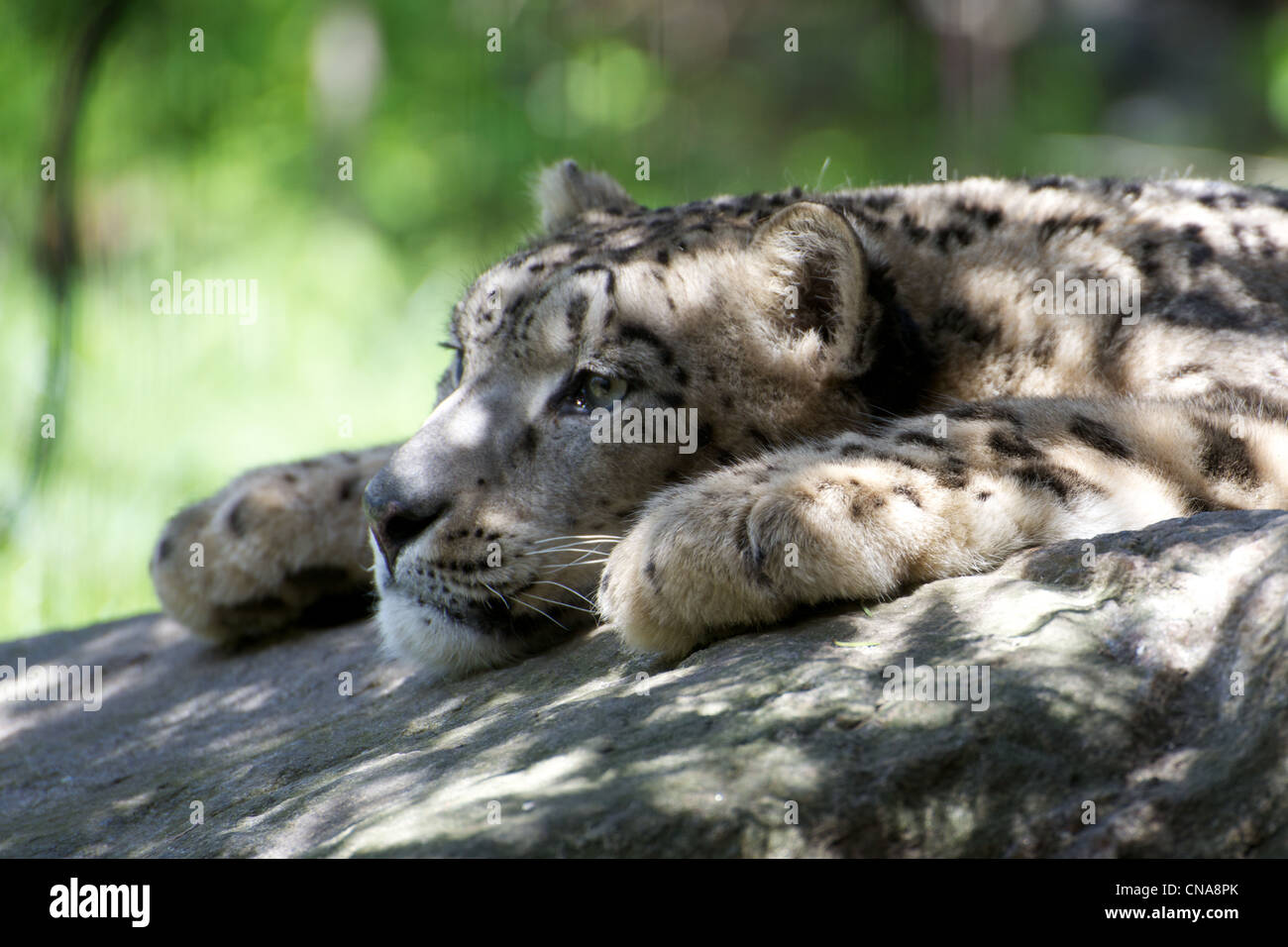 Snow Leopard se prélasser sur un rocher au zoo du Bronx Banque D'Images