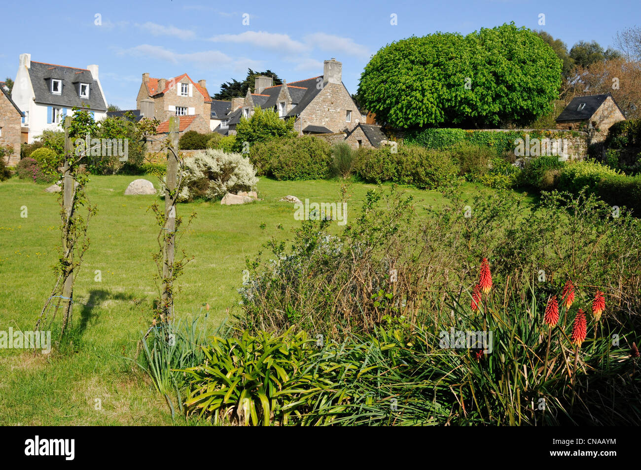 France, Cotes d'Armor, l'île de Bréhat, jardin fleuri au sud de l'île Banque D'Images France, Cotes d'Armor, l'île de Bréhat, jardin fleuri au sud de l'île Banque D'Images