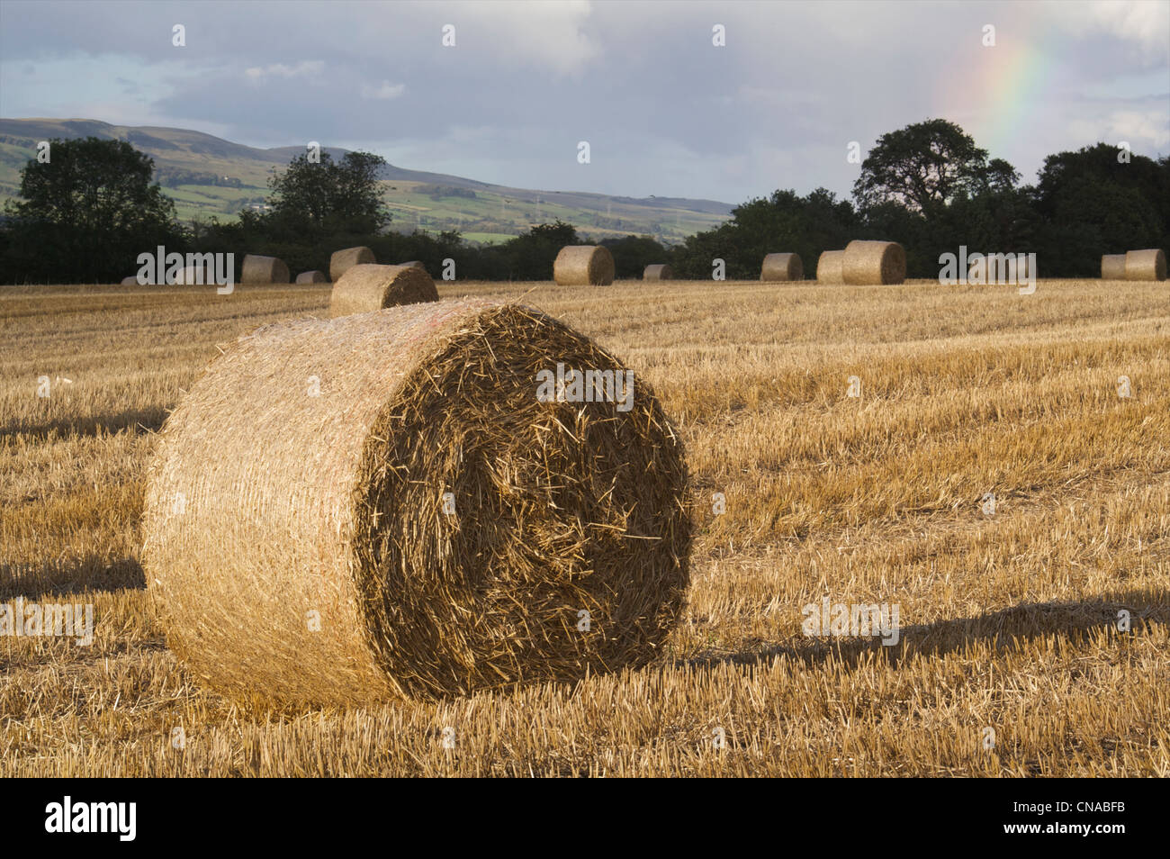 Le ballot de paille dans la zone East Dunbartonshire Banque D'Images