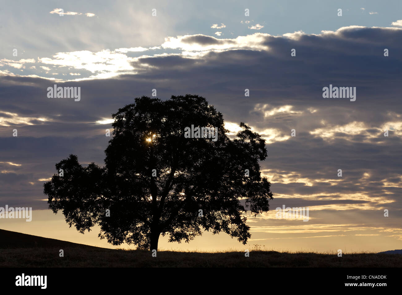 France, Puy de Dome, arbre isolé au coucher du soleil Banque D'Images