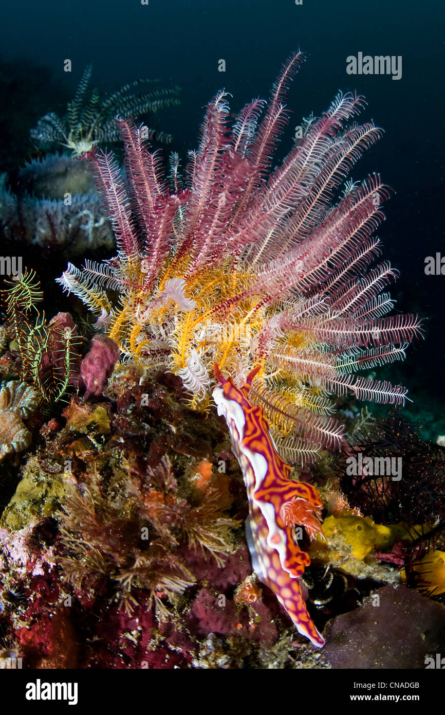 Un magnifique nudibranch, Ceratosoma magnificum, rampe au-dessous d'une star en plumes sur un vaste récif de corail. Rinca Island, Indonésie. Banque D'Images