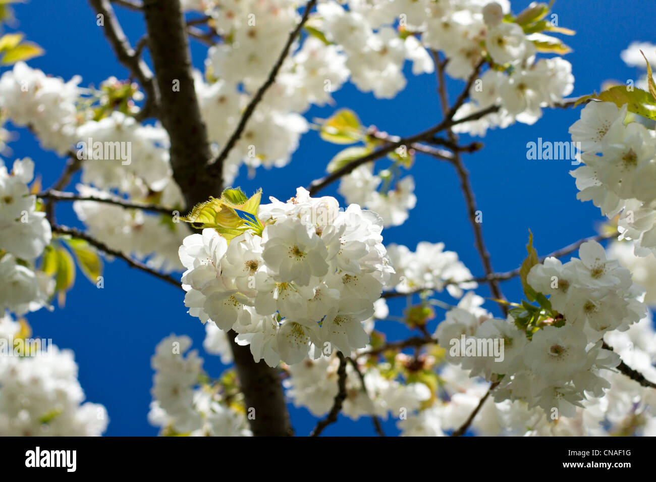 Des fleurs blanches avec ciel bleu Banque D'Images