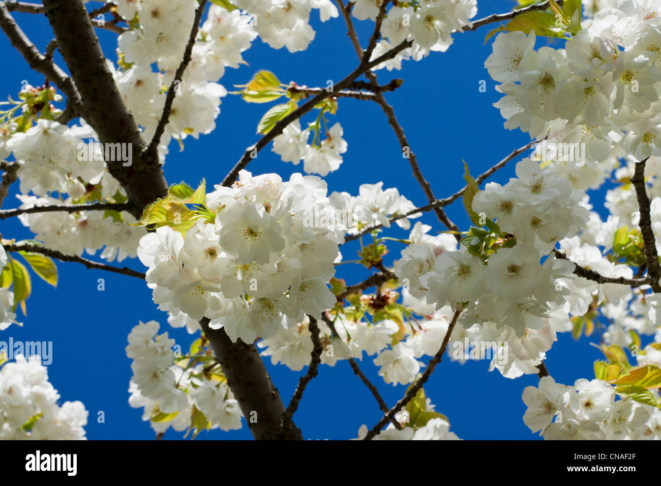 Des fleurs blanches avec ciel bleu Banque D'Images