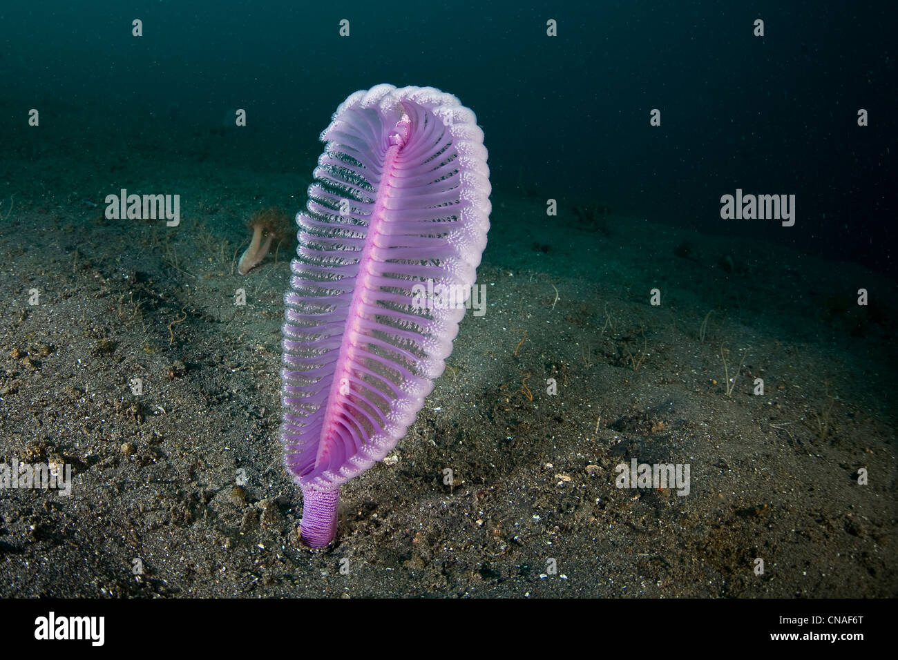 Une plume de mer non identifiés se gonfle lui-même sur une pente de sable où il ils glanent le zooplancton de la colonne d'eau avec ses polypes. Banque D'Images