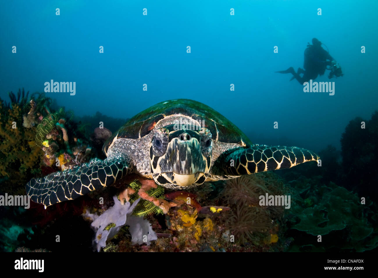 Une tortue de mer tortue imbriquée, Eretmochelys imbricata, explore la diversité de corail à la recherche de produits alimentaires tels que les éponges. Cannibal Rock. Banque D'Images