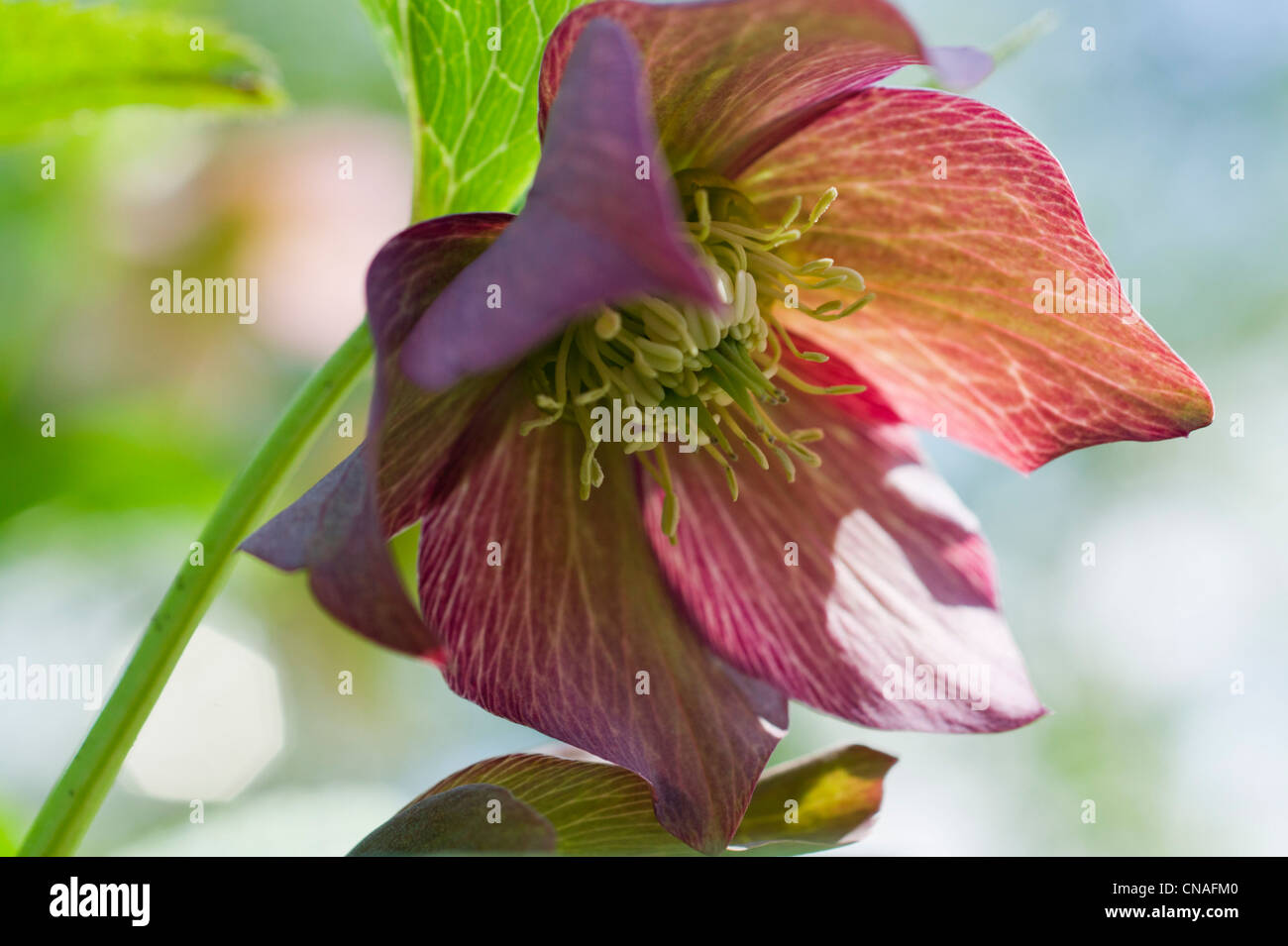 Helleborus Flower Macro Banque D'Images