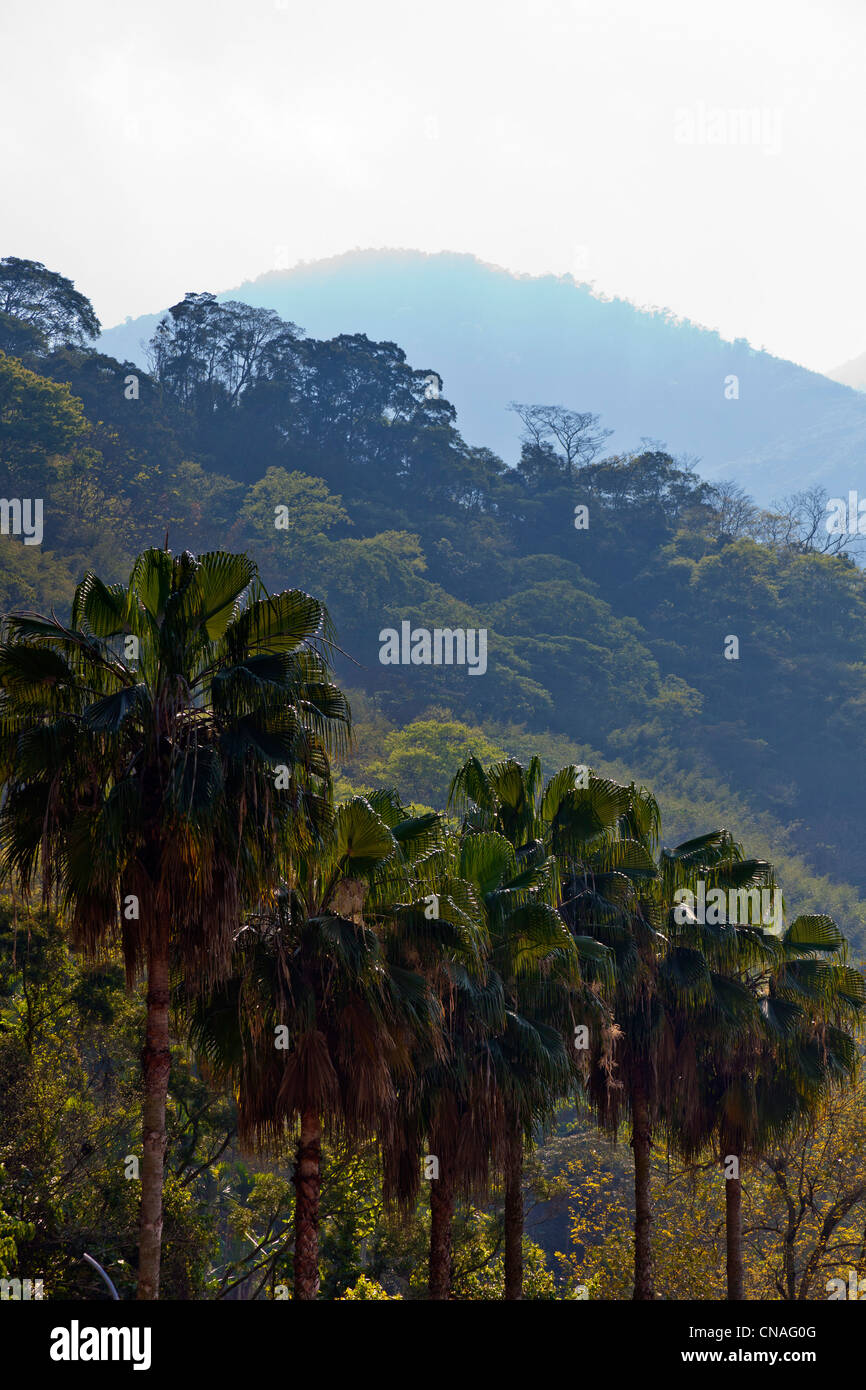 Hill avec des arbres et de palmiers, en bordure de la route 21 près de Taiwan Shuili. JMH5897 Banque D'Images