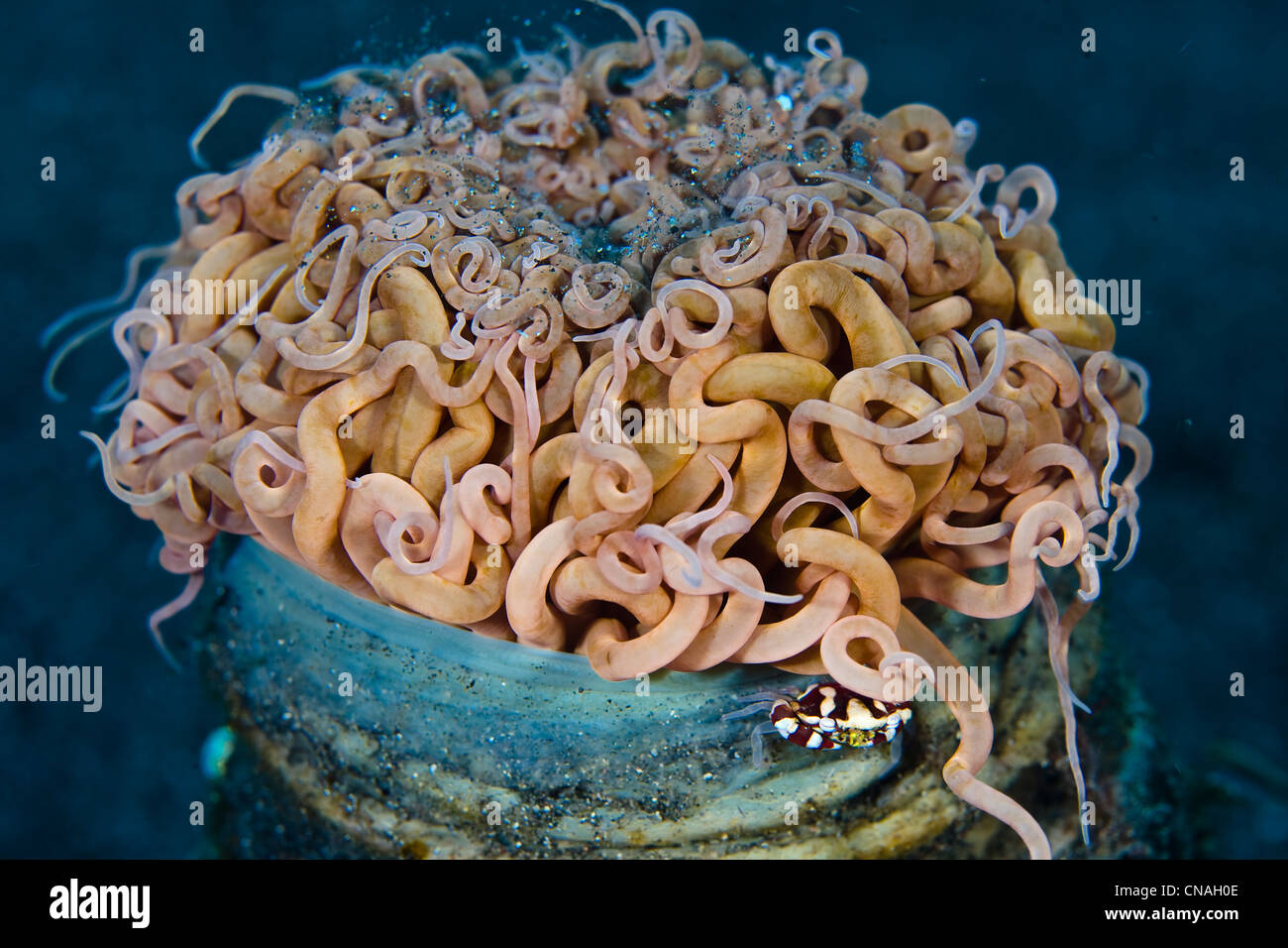 Arlequin swimming crab, Lissocarcinus laevis, s'accroche à la lisière d'un Cerianthid anemone tube. Banque D'Images
