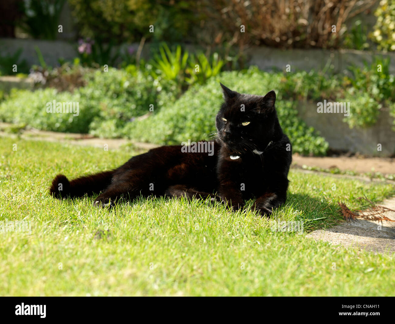 Chat noir portant sur l'herbe dans le jardin Banque D'Images