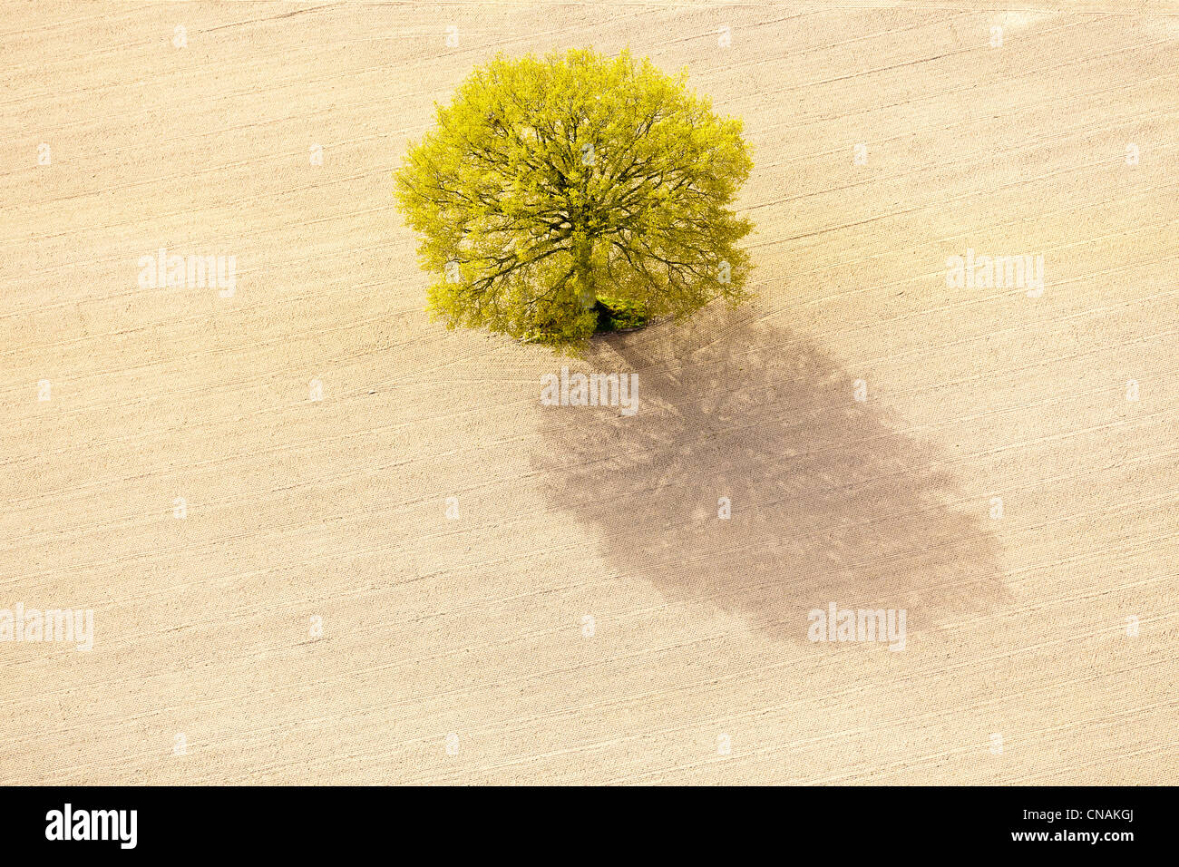 France, Loire-Atlantique, Abbaretz, arbre (Photographie aérienne) Banque D'Images