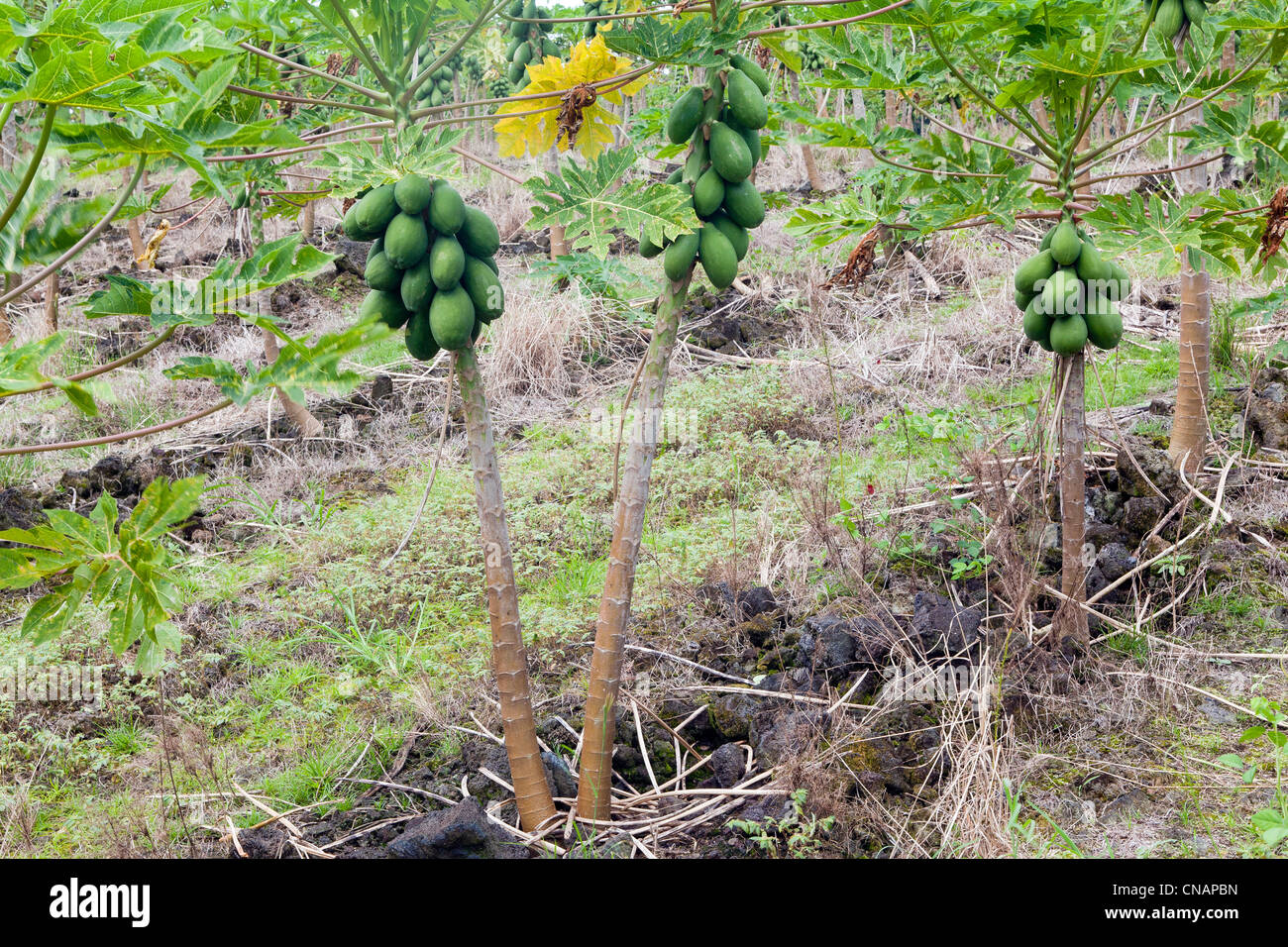 United States, New York, Big Island, la papaye (Carica papaya) Banque D'Images
