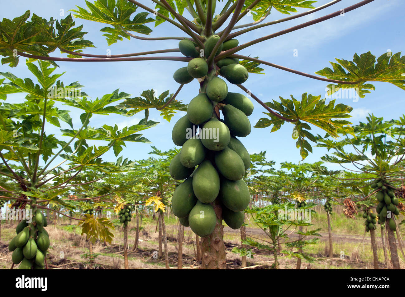 United States, New York, Big Island, la papaye (Carica papaya) Banque D'Images