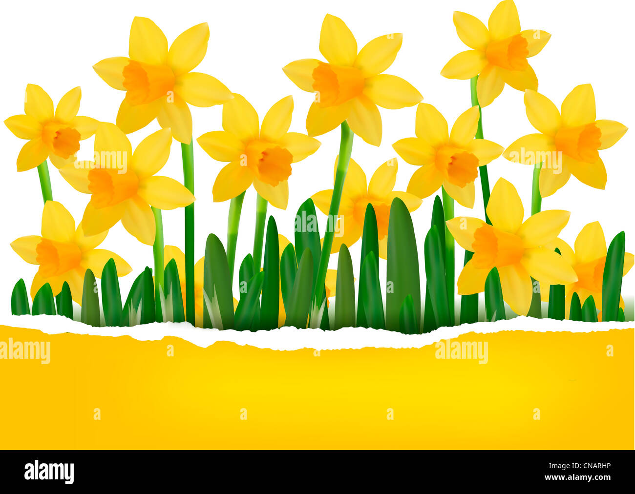 Fond de fleurs de printemps jaune avec du papier déchiré Banque D'Images