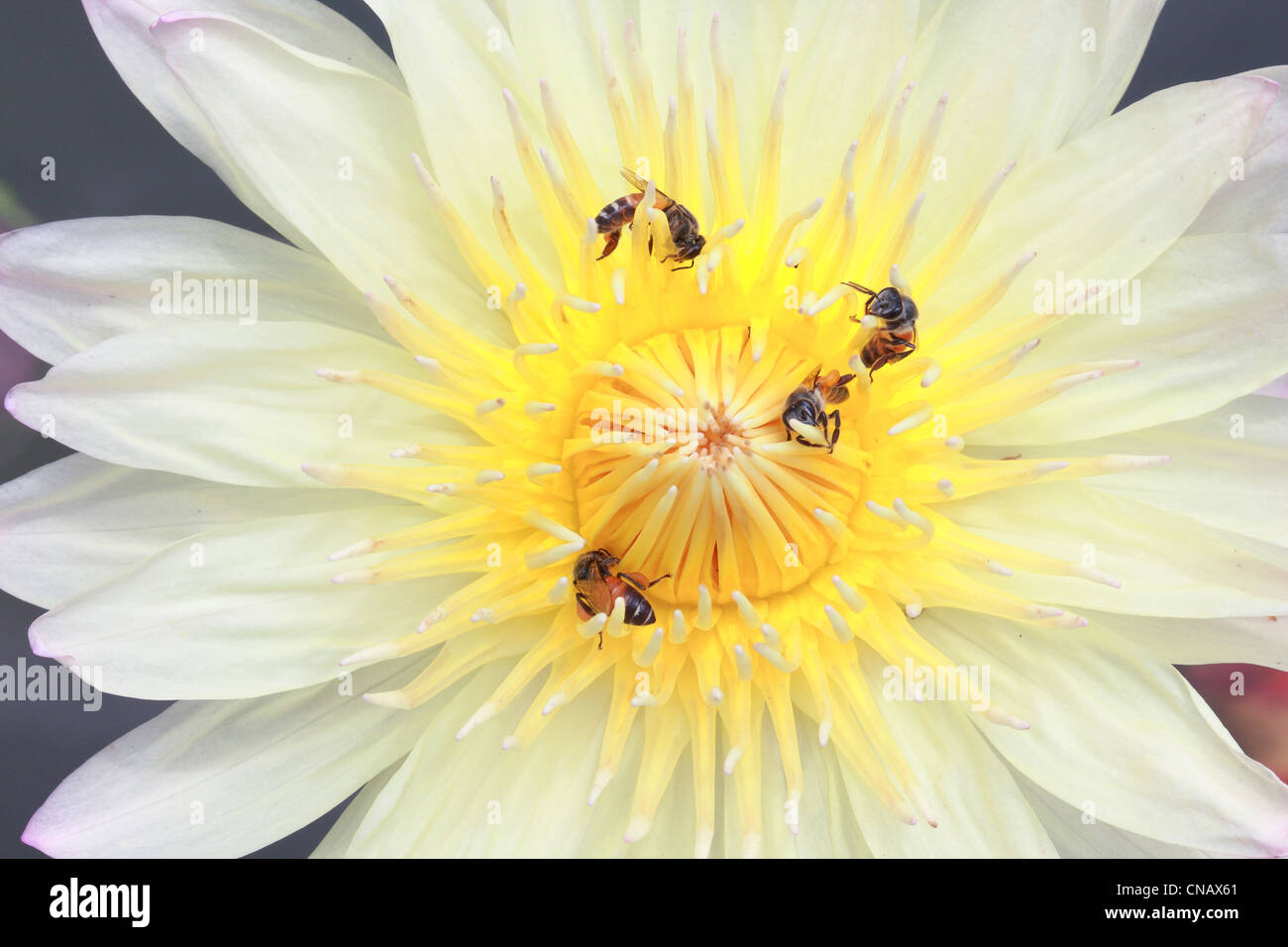 Nénuphar, lotus dans la nature Banque D'Images