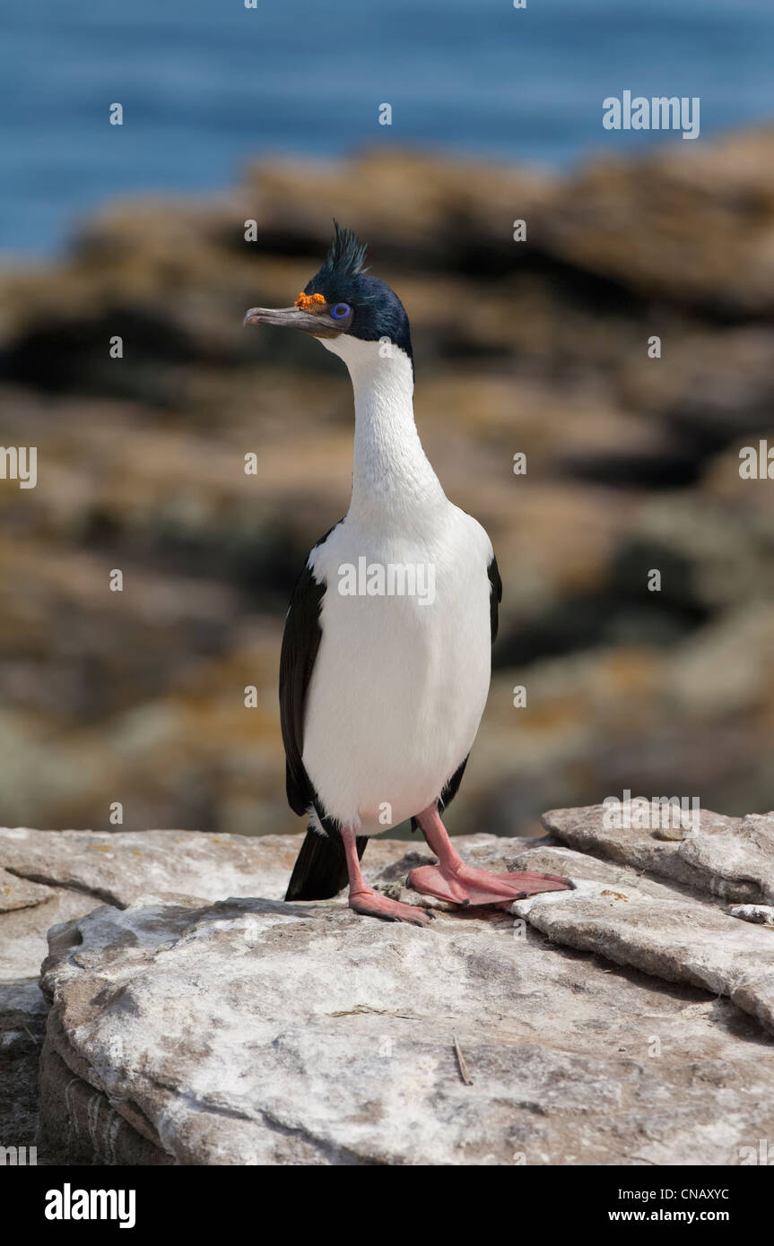 Imperial Shag, anciennement Blue-eyed ou King, Cormorant (Phalacrocorax atriceps), Nouvelle Île, Îles Falkland Banque D'Images