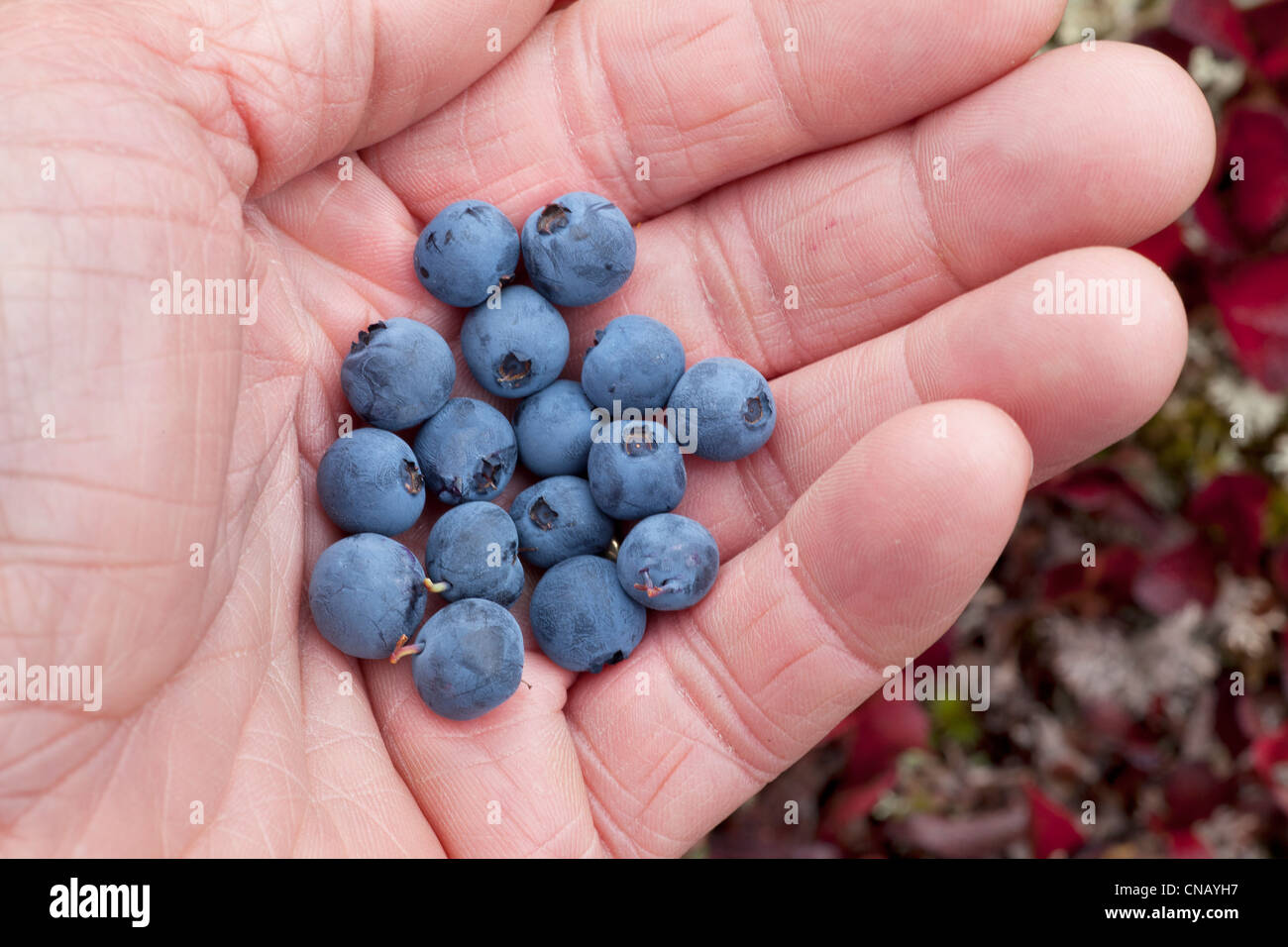 Close up of a person's hand holding de bleuets sauvages du parc national de Denali et préserver, de l'intérieur de l'Alaska, l'automne Banque D'Images