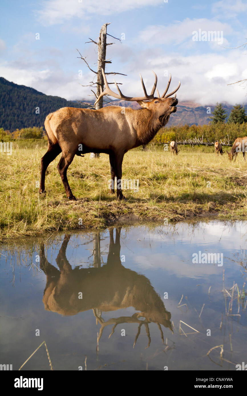 Captif : Rocky Mountain Elk bugles Bull Elk près de certaines vaches, Alaska Wildlife Conservation Center, Southcentral Alaska, automne Banque D'Images