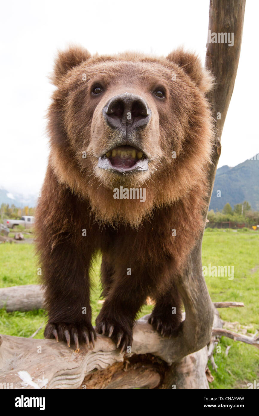 Captif : Close up d'un jeune mâle ours brun kodiak montrant les dents du bas, Alaska Wildlife Conservation Center, Alaska Banque D'Images