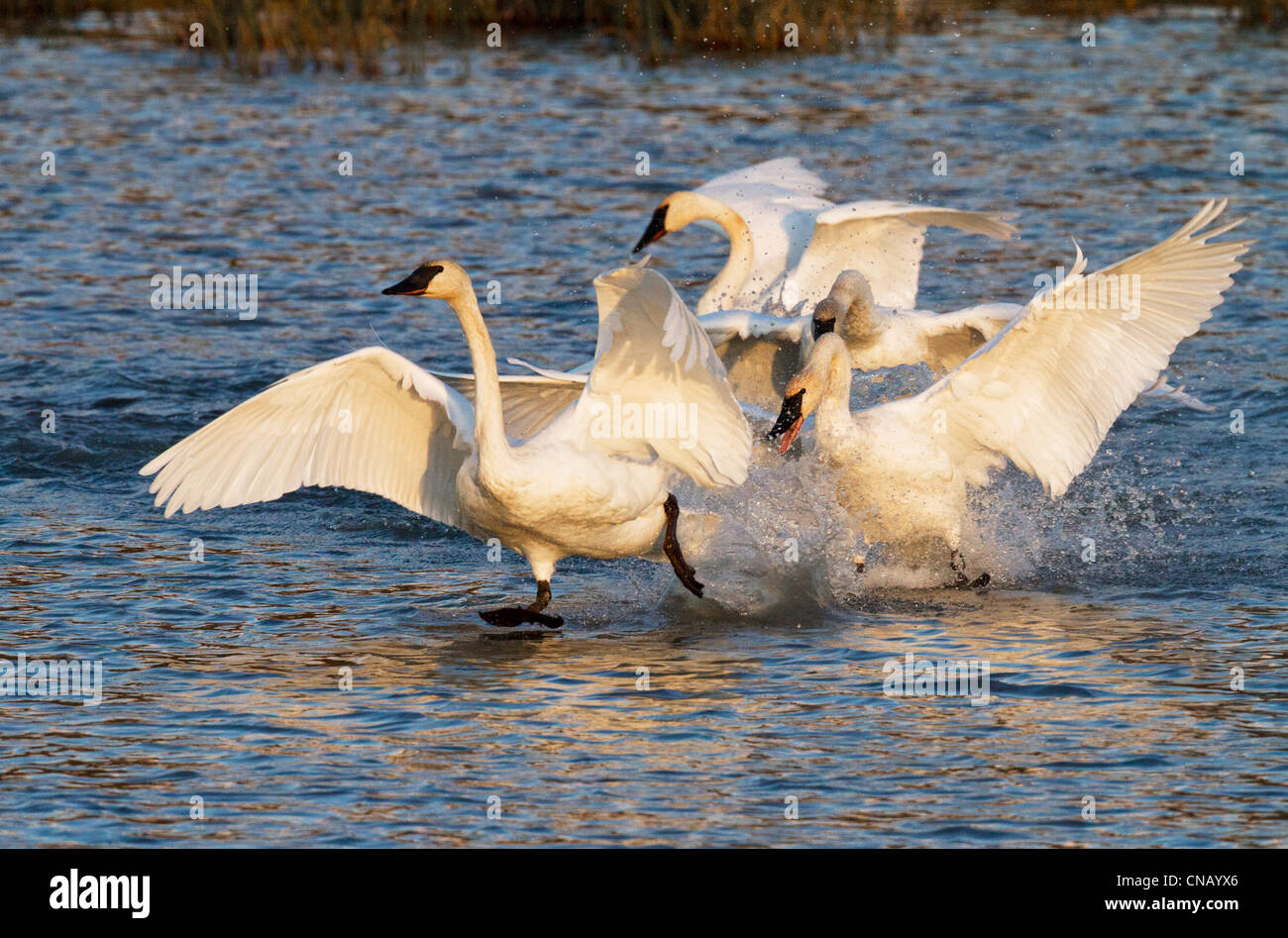 Les cygnes trompettes clapote à décoller à Potter Marsh près d'Anchorage pendant la migration d'automne, Southcentral Alaska Banque D'Images