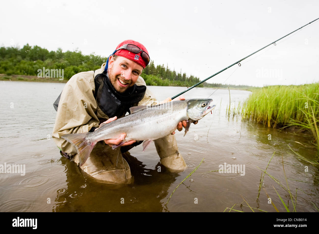 Pêcheur de mouche est titulaire d'un saumon rouge sur la Mulchatna River dans la région de la baie de Bristol, sud-ouest de l'Alaska, l'été Banque D'Images
