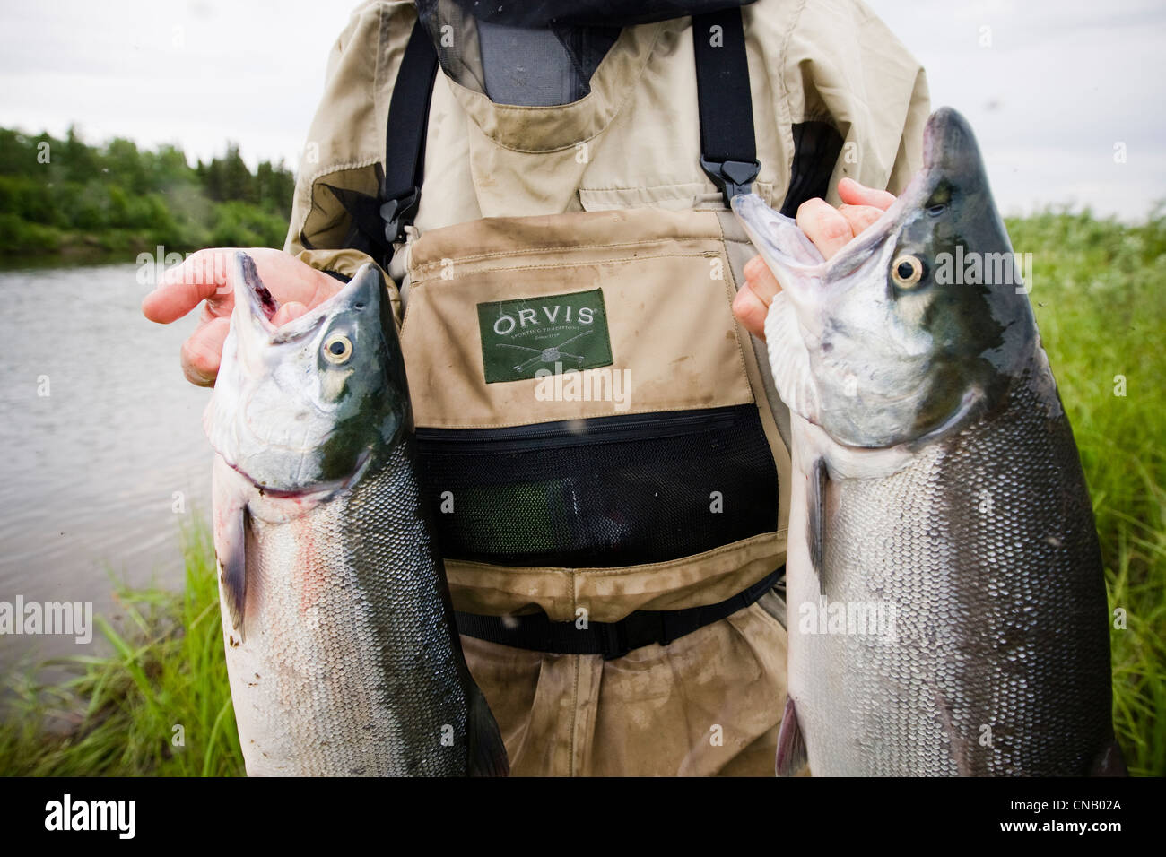 Pêcheur de mouche contient jusqu'deux saumons rouges sur la Mulchatna River dans la région de la baie de Bristol, sud-ouest de l'Alaska, l'été Banque D'Images