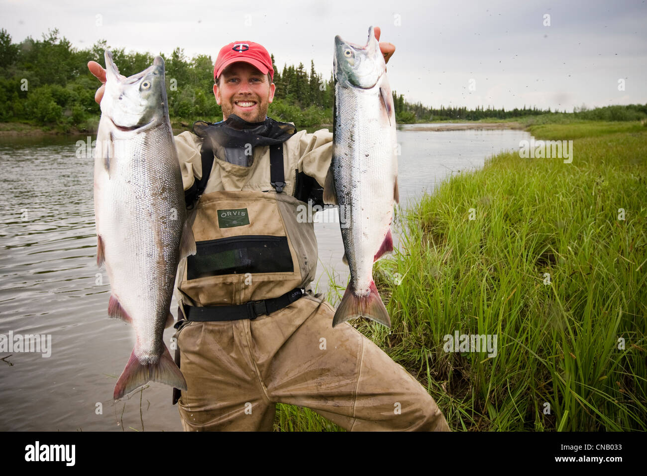 Pêcheur de mouche contient jusqu'deux saumons rouges sur la Mulchatna River dans la région de la baie de Bristol, sud-ouest de l'Alaska, l'été Banque D'Images