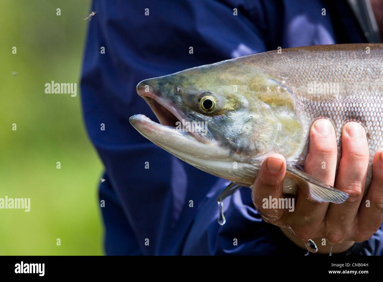 Un pêcheur de mouche est titulaire d'un saumon rouge pris sur le Koktuli River de la baie de Bristol, sud-ouest de l'Alaska, l'été Banque D'Images