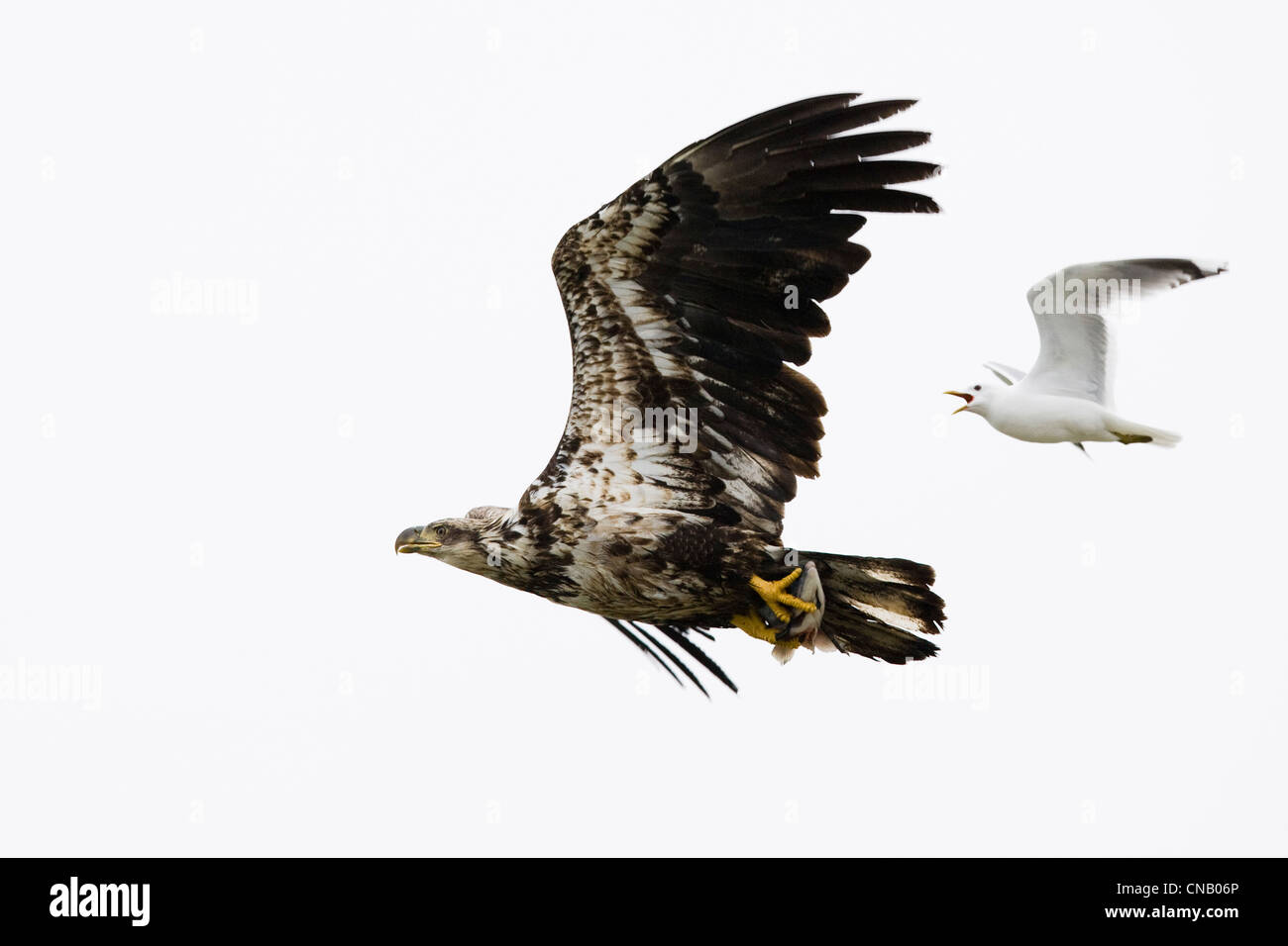 Une mouette a le pouvoir d'un aigle portant une tête de saumon, région de la baie de Bristol, sud-ouest de l'Alaska, l'été Banque D'Images