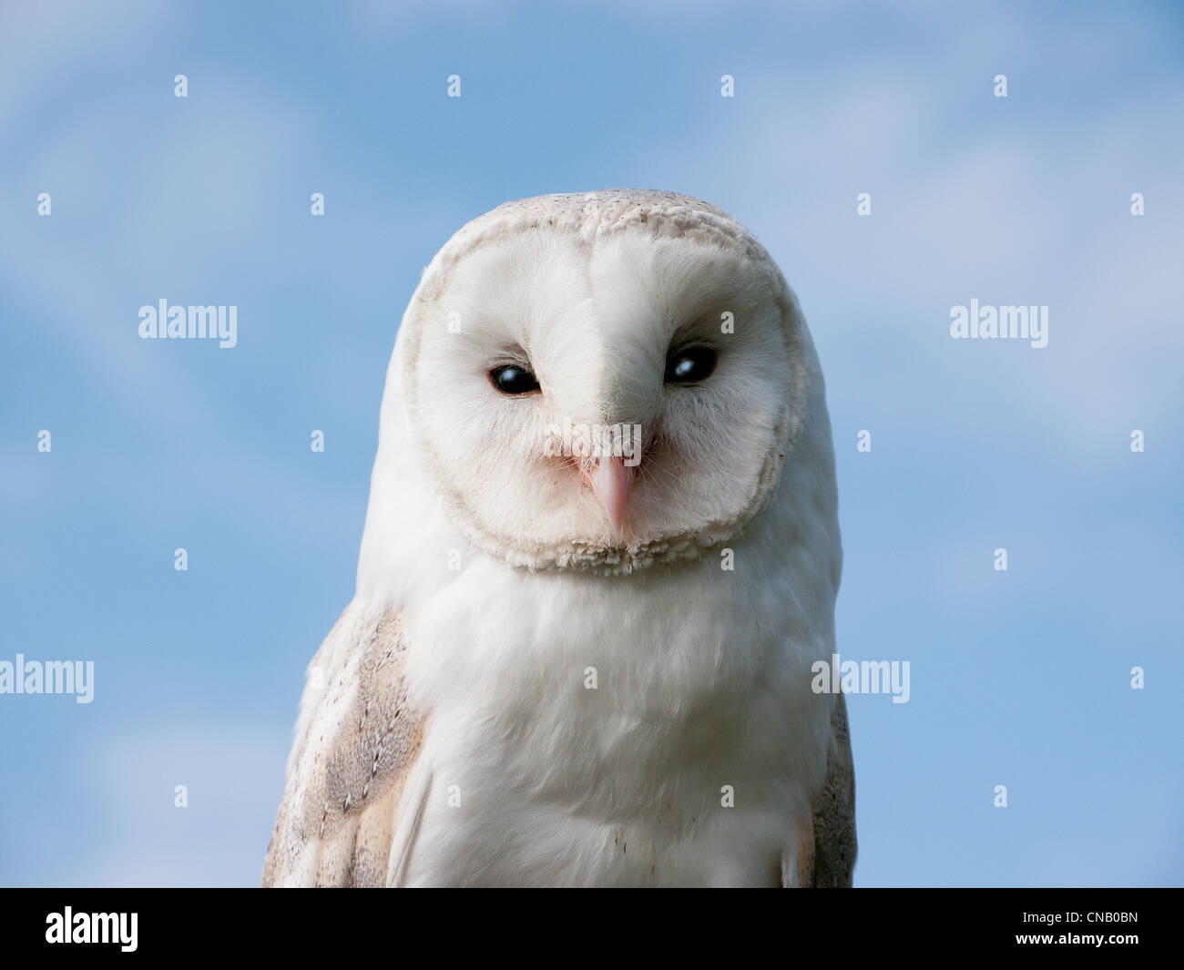 Close up of White Barn Owl à Chenies, Amersham, Bucks, Royaume-Uni Banque D'Images