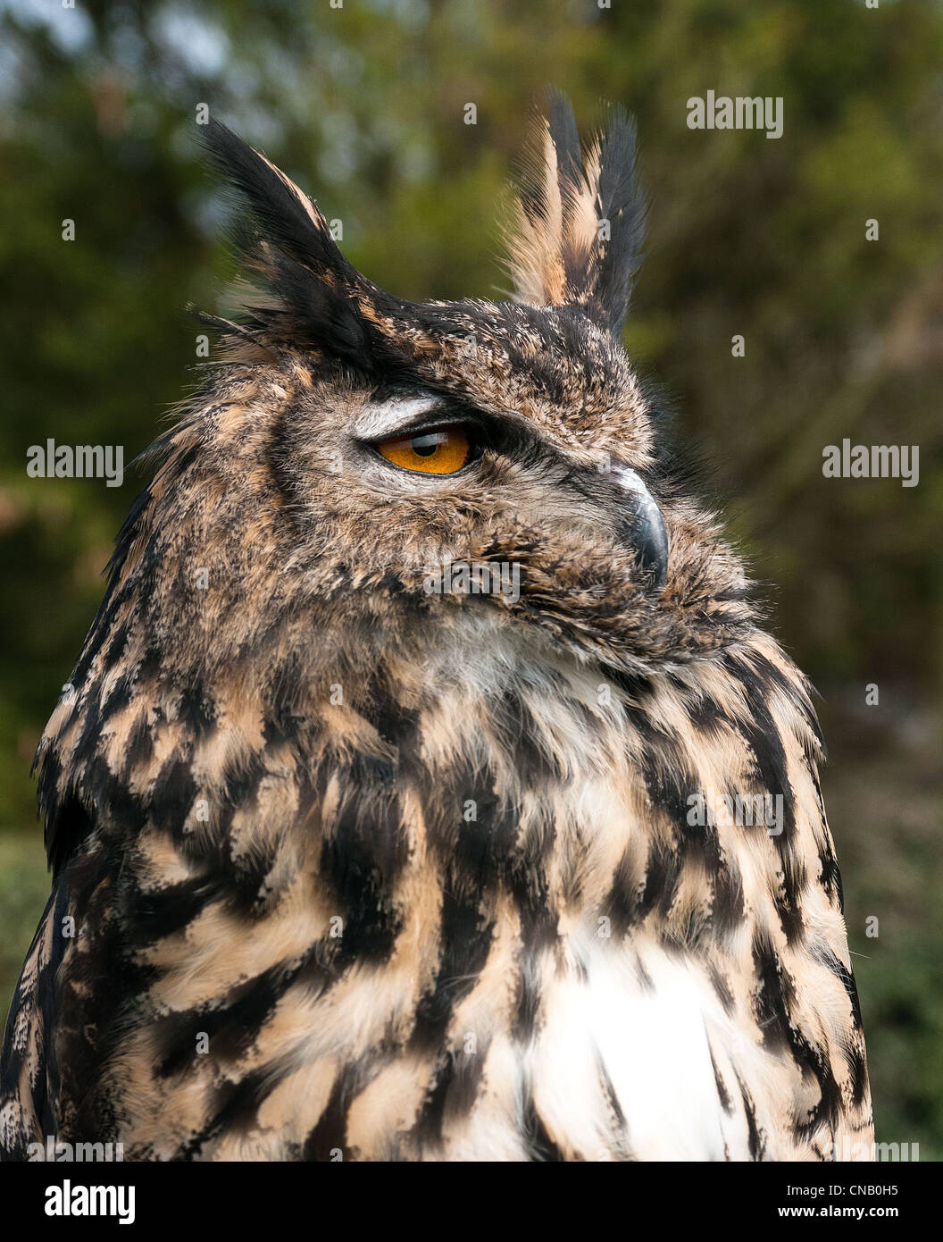 Fermer jusqu'Eagle Owl avec yeux orange, Bucks, Royaume-Uni Banque D'Images