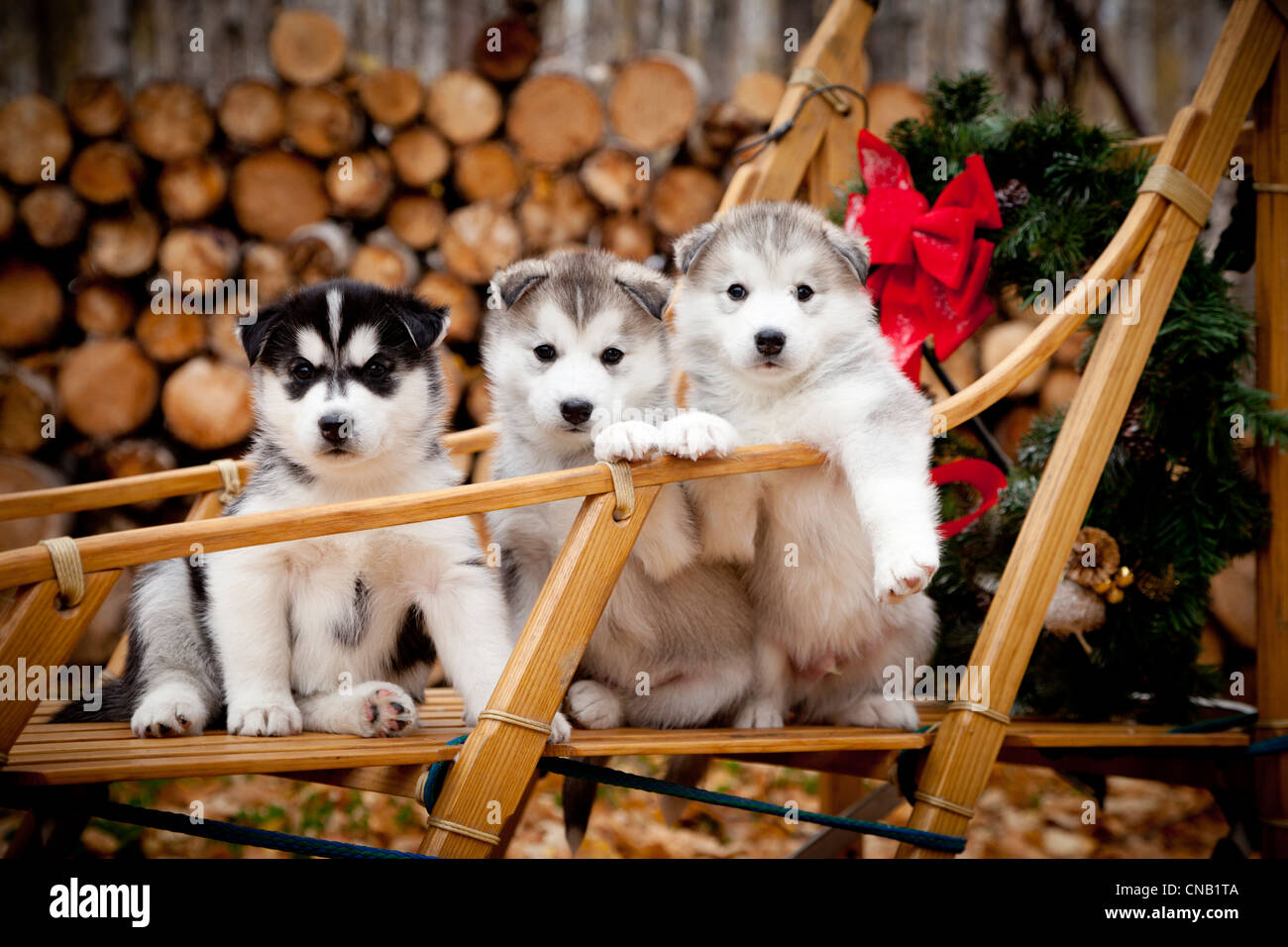 Chiots Husky De Siberie En Traineau En Bois Traditionnel Avec Couronne De Noel Alaska Photo Stock Alamy
