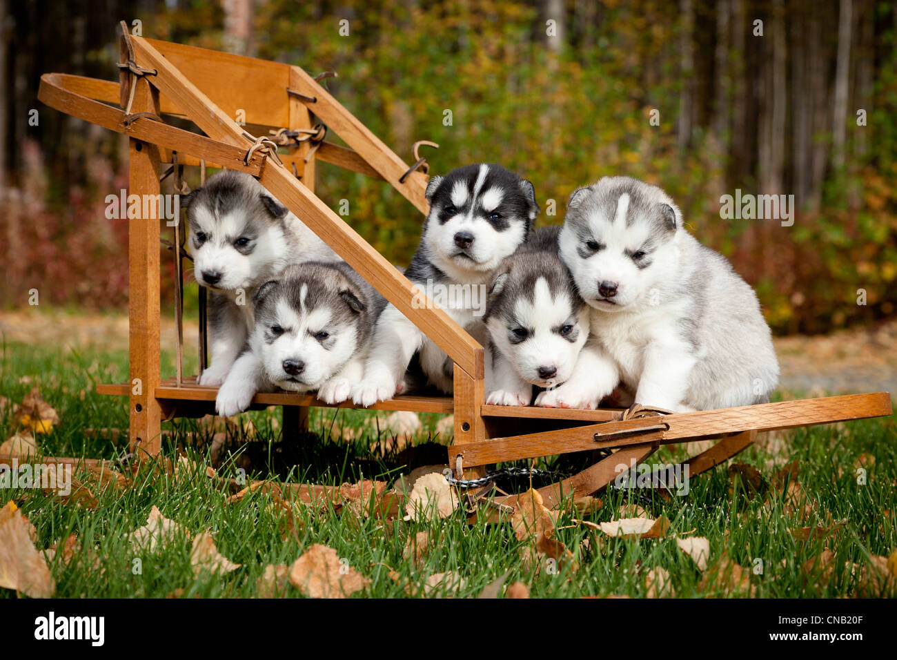 Husky Siberien Pure Race Chiots En Petit Chien De Traineau En Bois De L Alaska Photo Stock Alamy